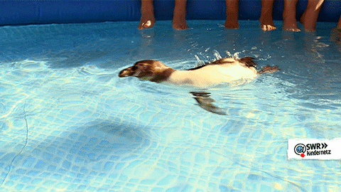 tiere bis unters dach swimming GIF by SWR Kindernetz