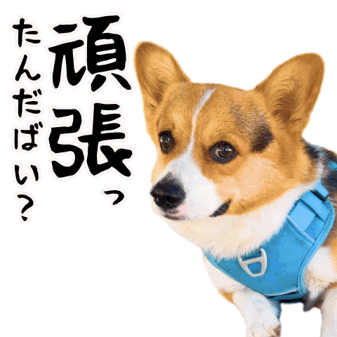 Corgi Milo Sticker