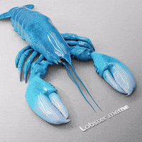Blue Lobster GIF