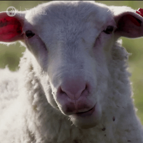 Pbs Nature GIF by Nature on PBS