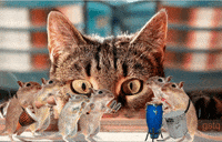 rats musics GIF