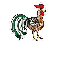 Chickens Gallo Sticker