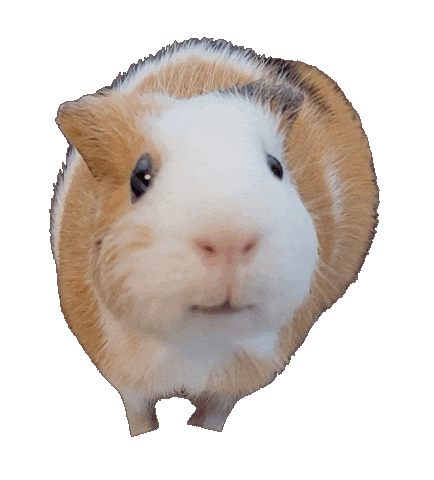 Guinea Pig Sticker