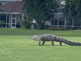 Huge Gator Casually Strolls Across Fairway