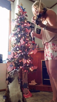 Howling Boston Terrier Teams Up With Violinist