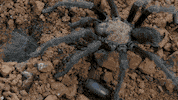 Spider Looping GIF by PBS Digital Studios