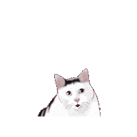 Confused Cat Sticker
