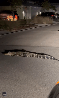'Only in Florida!': Man Finds Alligator Blocking the Road Home