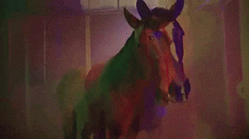 horse tripping hors avey tare farmwave GIF