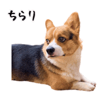 Corgi Milo Sticker