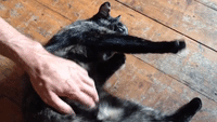 Hip Hop Cat Has All the Moves