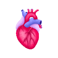 ichbinisabel heart illustration health herz Sticker