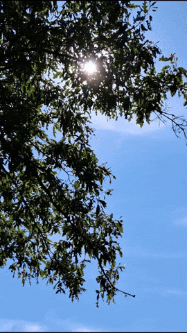 Simongip giphyupload GIF