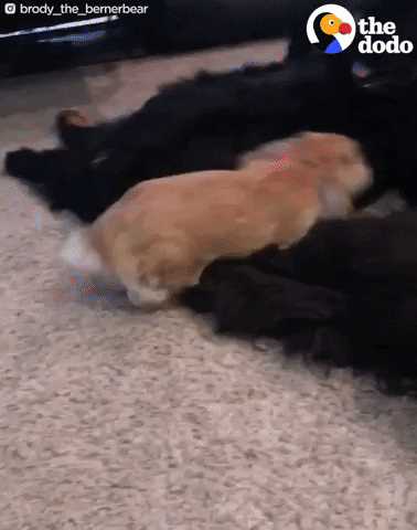 dog bunny GIF by The Dodo