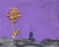 Found Footage Art GIF by anna malina