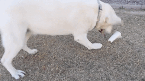 FatPuppy giphygifmaker dogs labrador retriever dog bones GIF