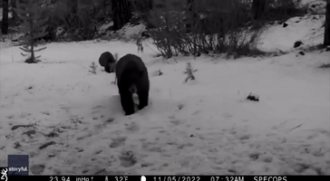Trailcam Catches Bear and Cub Running Through South Lake Tahoe Snow