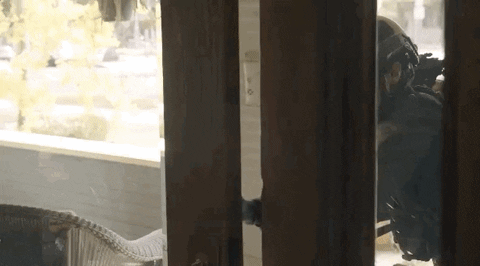 giphy.gif