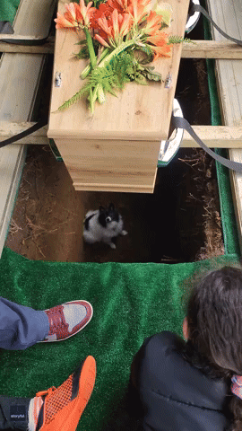 Dog's Slip Into Grave Provides Moment of Levity at Funeral