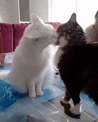 cats loving GIF