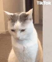 Shocked Scaredy Cat GIF by TikTok