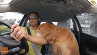 Owner Shares a Burger With His Dogs on the Go