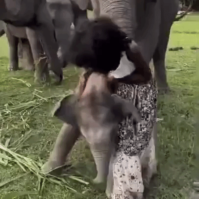 Playful Baby Elephant Almost Flattens Model
