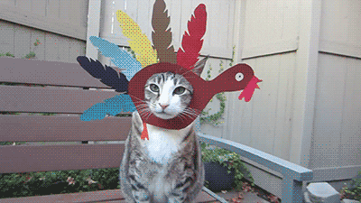 Video gif. Cat sits on a bench, wearing a paper cutout of a turkey like a mask around its face.