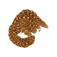 Africa Pangolin Sticker