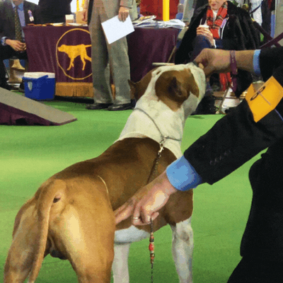 dog show GIF by Westminster Kennel Club