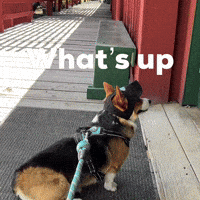 Whats Up Dog GIF