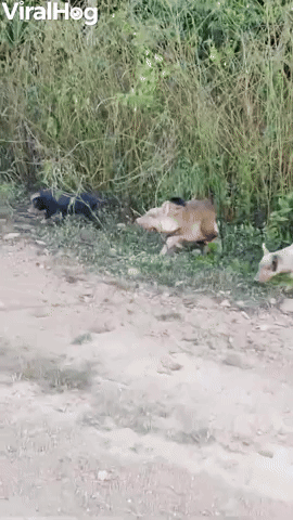 Monkey Rides on Piglet's Back