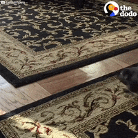 jumping guinea pig GIF by The Dodo