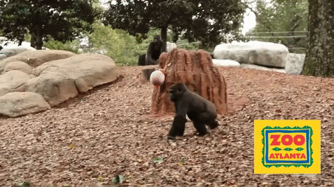 Trick Or Treat Halloween GIF by ZooATL