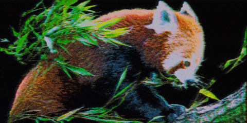 Red Panda Eating GIF - Find & Share on GIPHY