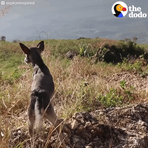 dog GIF by The Dodo