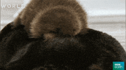 otter GIF by BBC Earth