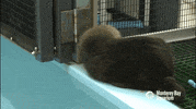 sea otter GIF by Monterey Bay Aquarium