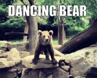 Wailrone dance bear ours dancing bear GIF