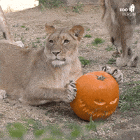 Cheshire Cat Halloween GIF by Zoo Berlin