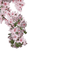 Cherry Blossom Flower Sticker by M.A.C