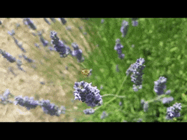 lavender GIF