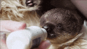 London Teddy GIF by NowThis