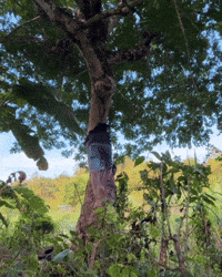 Picking Fruit Tree GIF