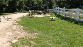 Saint Bernard Puppy Makes Friends With Goat Kids
