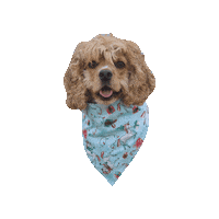 Cocker Spaniel Dog Sticker by Geekster Pets