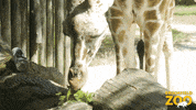 Food Salad GIF by Brookfield Zoo