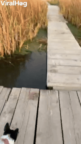 Dog Mistakes Algae for Grass, Walks Headfirst off 