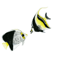 Water Kiss Sticker