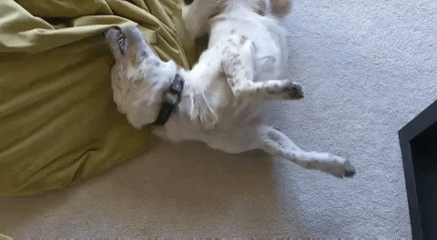 Happy Dog Rolling GIF by GIPHY Engineer #3422
